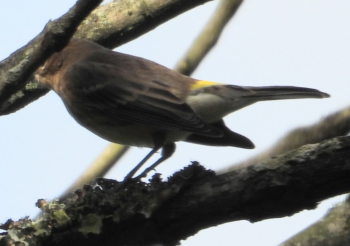 Yellow-rumped Warbler - ML609547960