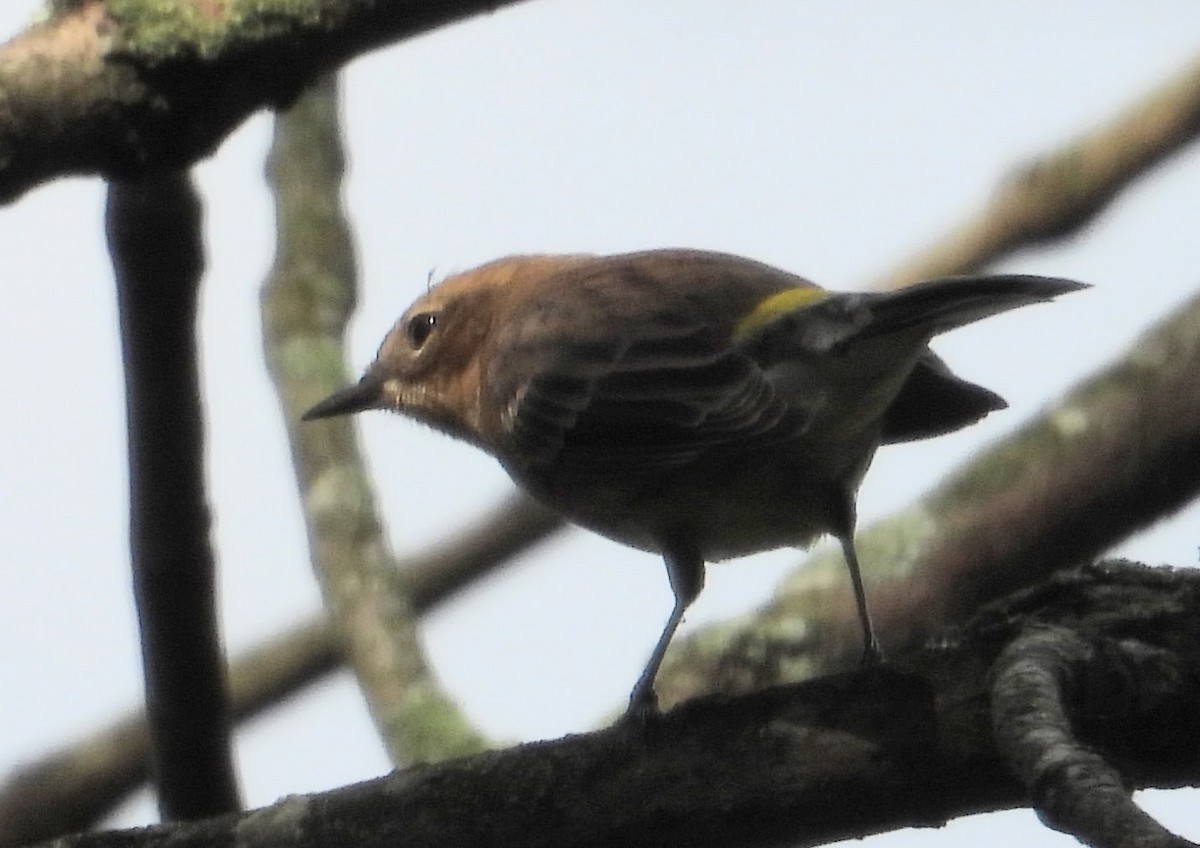Yellow-rumped Warbler - ML609547961