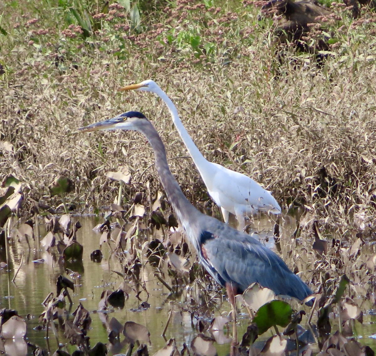 Great Egret - Notrab Elliott