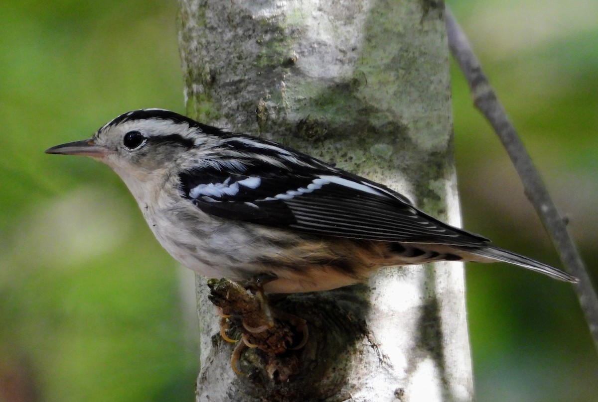 Black-and-white Warbler - ML609548007
