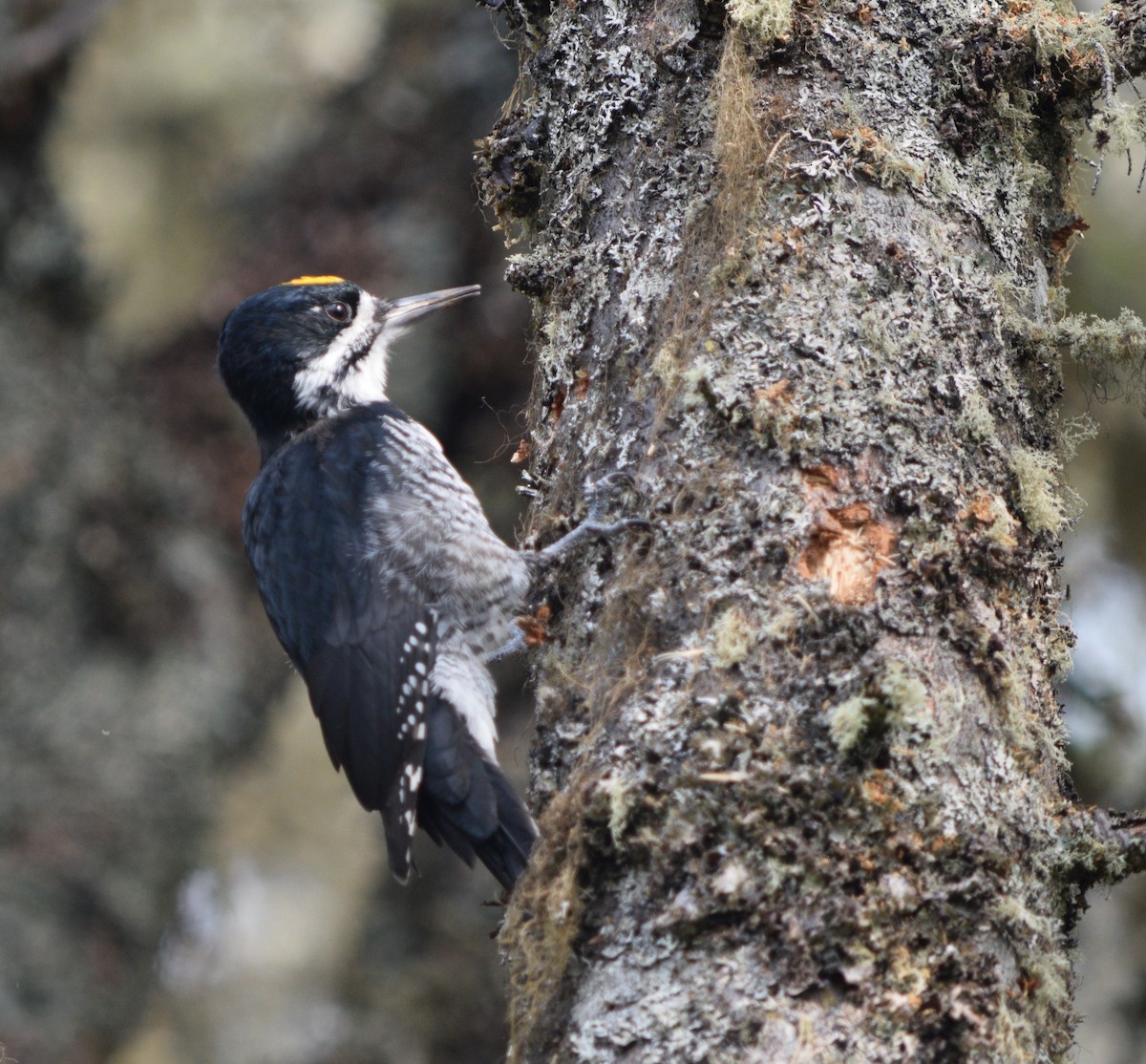 Black-backed Woodpecker - Marc-André Villard