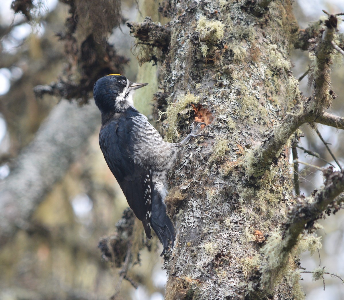 Black-backed Woodpecker - Marc-André Villard