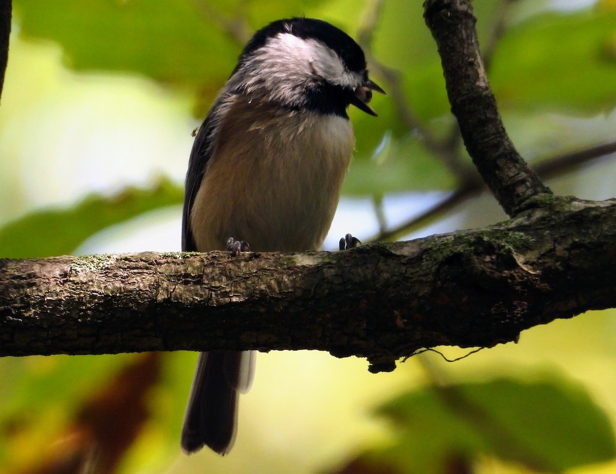 Carolina Chickadee - ML609548038