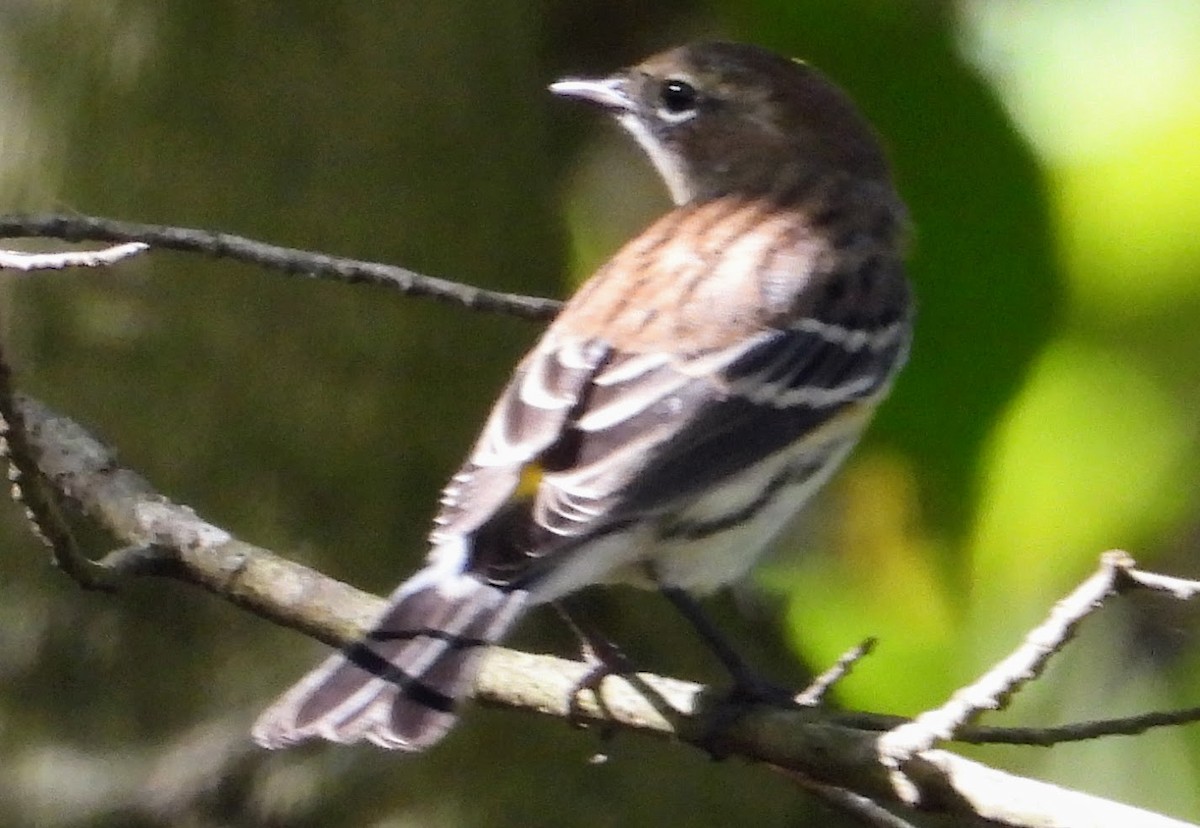Yellow-rumped Warbler - ML609548101