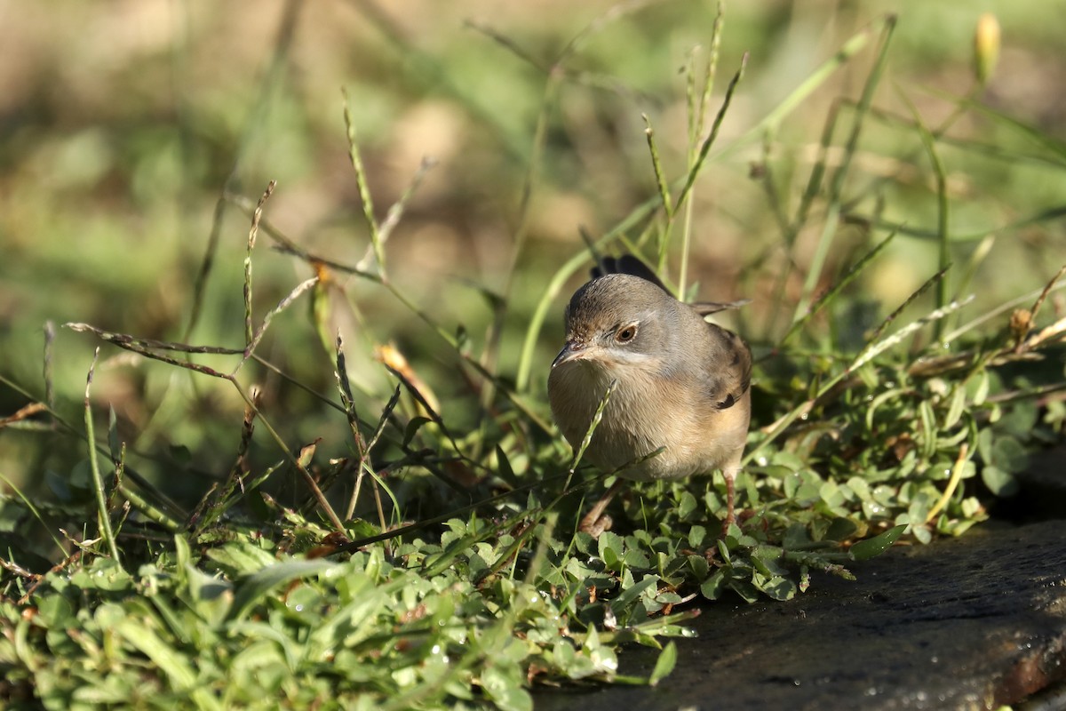 Western Subalpine Warbler - Francisco Barroqueiro