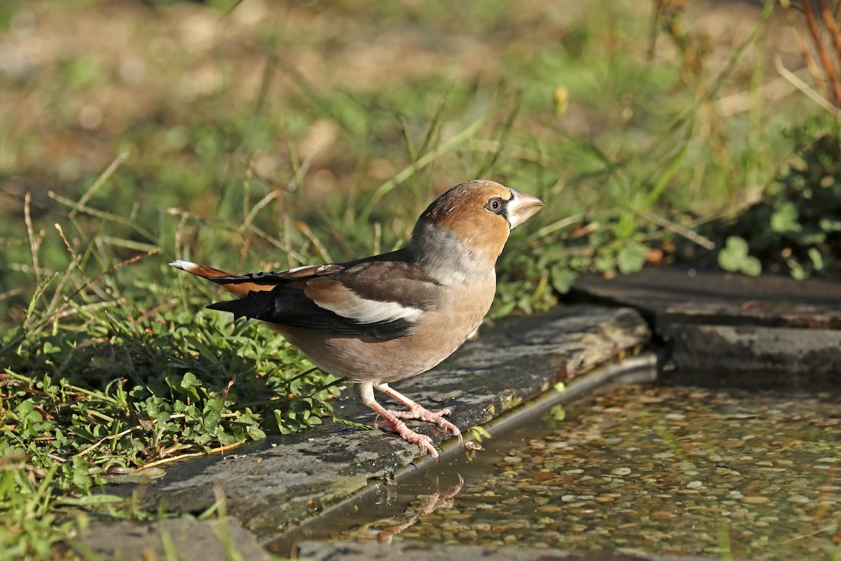 Hawfinch - ML609548230