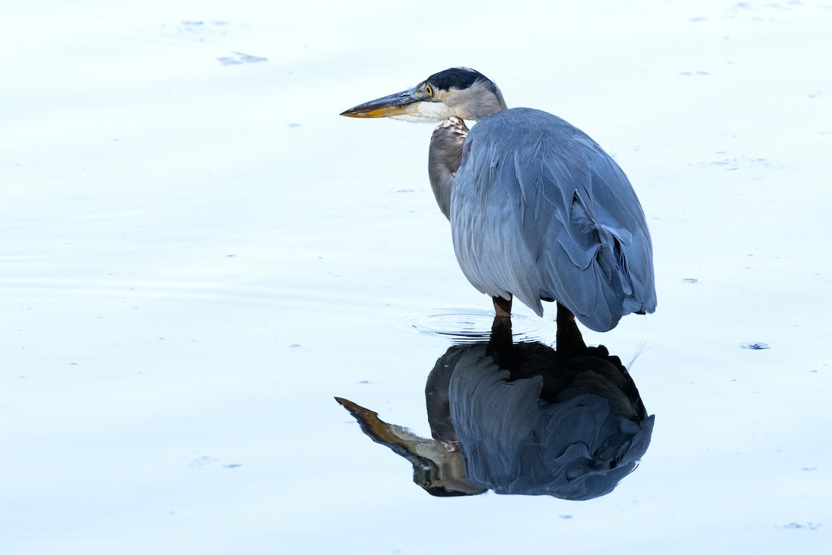Great Blue Heron (Great Blue) - Mary McKitrick