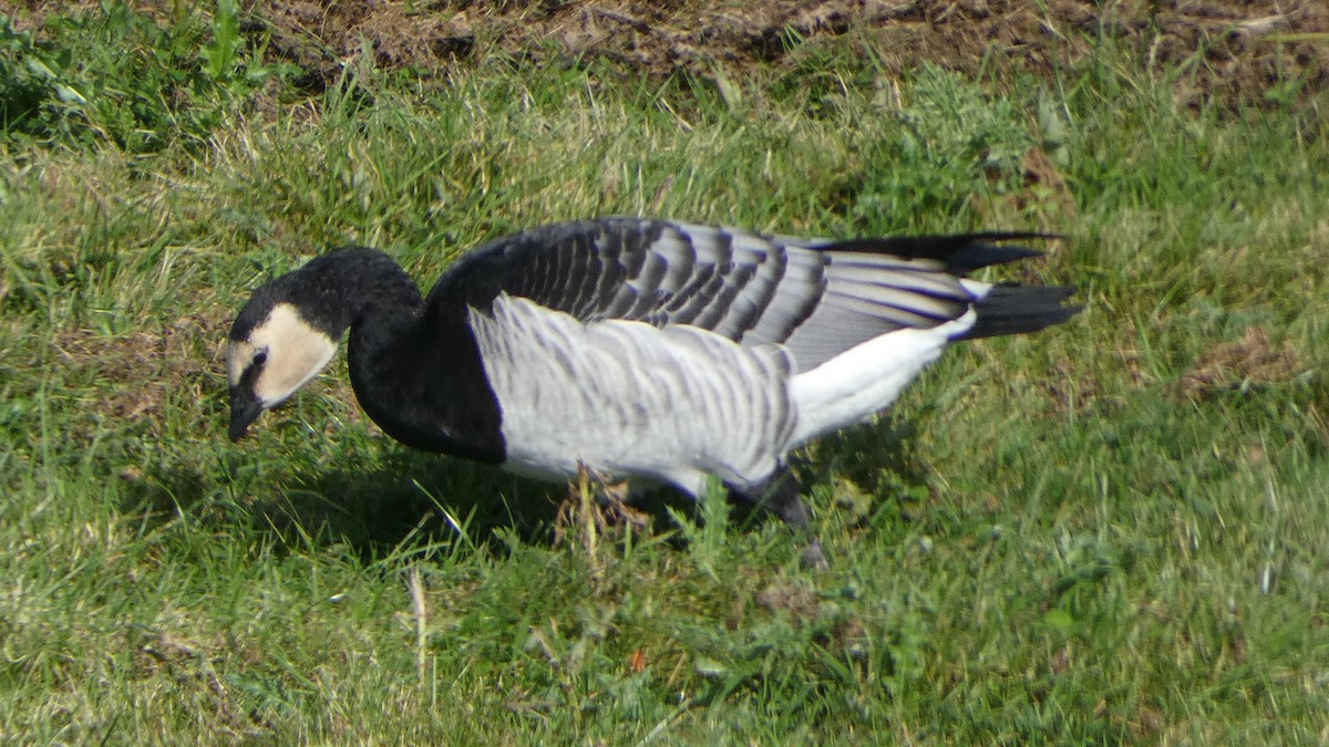 Barnacla Cariblanca - ML609548331