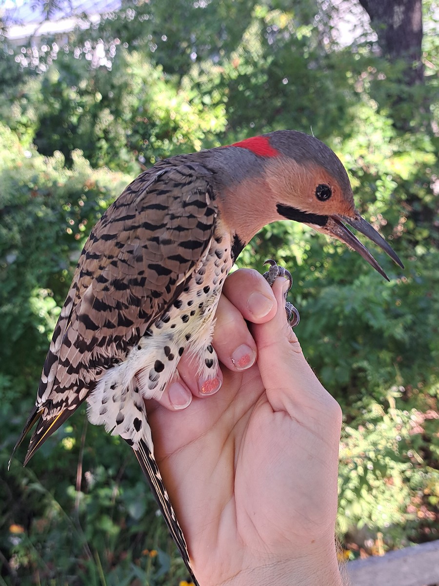 Northern Flicker (Yellow-shafted) - ML609548702