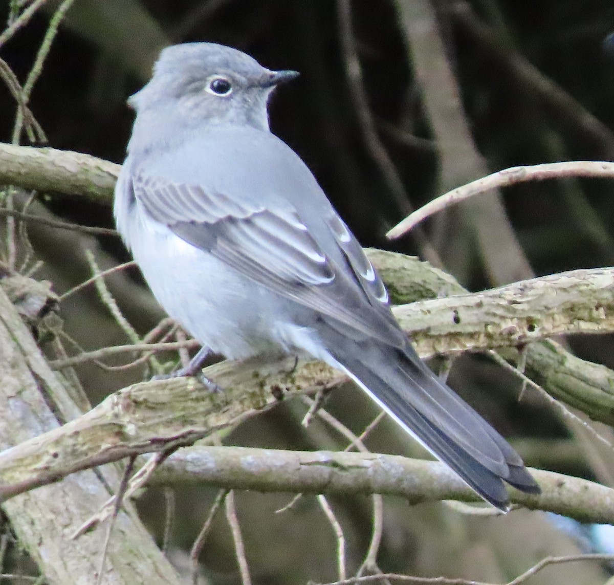 Townsend's Solitaire - ML609548710