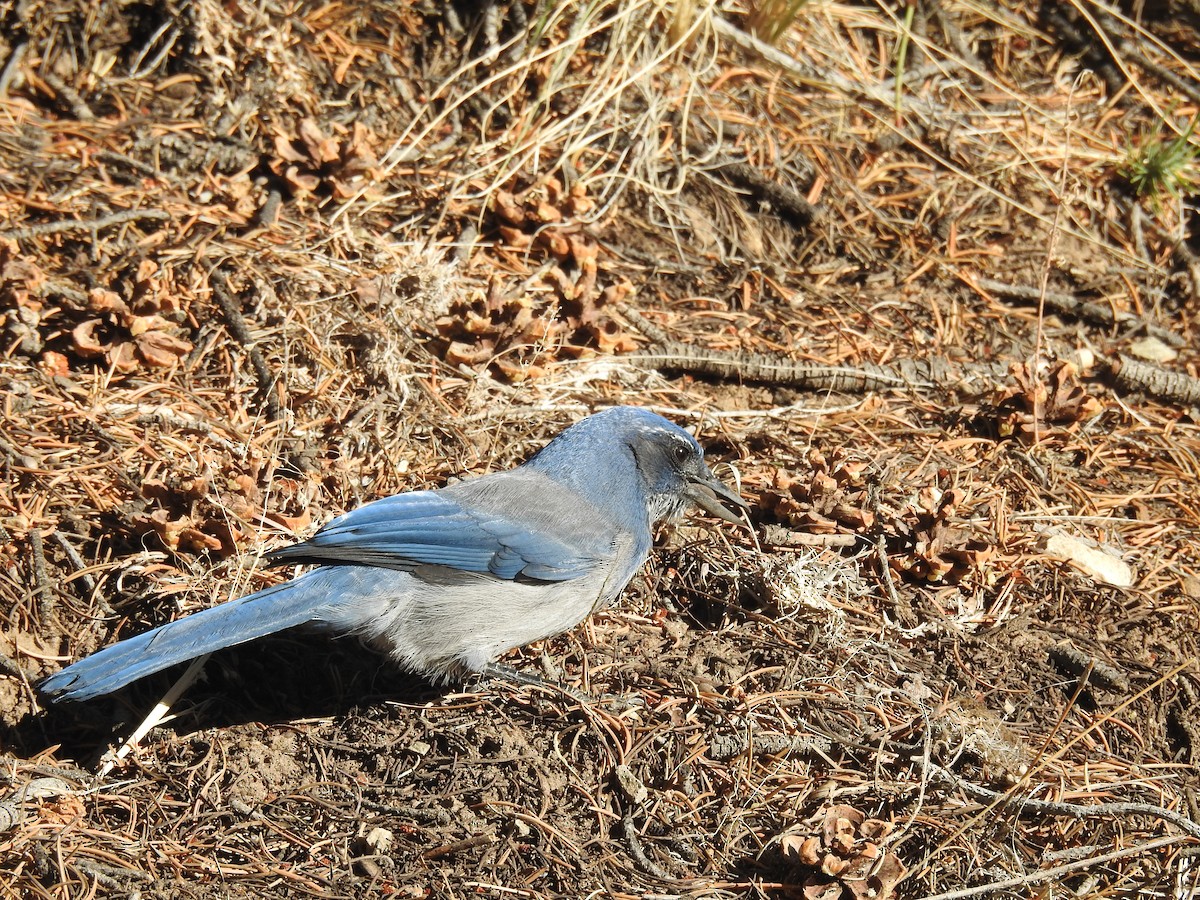 Woodhouse's Scrub-Jay - ML609548838