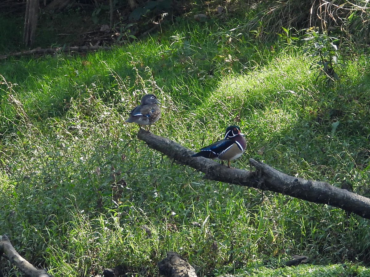 Wood Duck - ML609548871