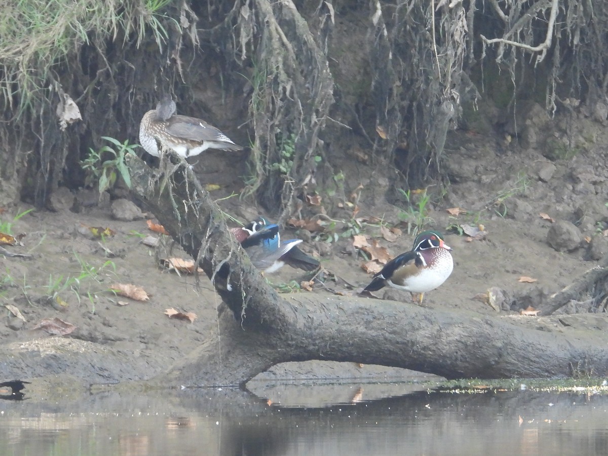 Wood Duck - ML609548888