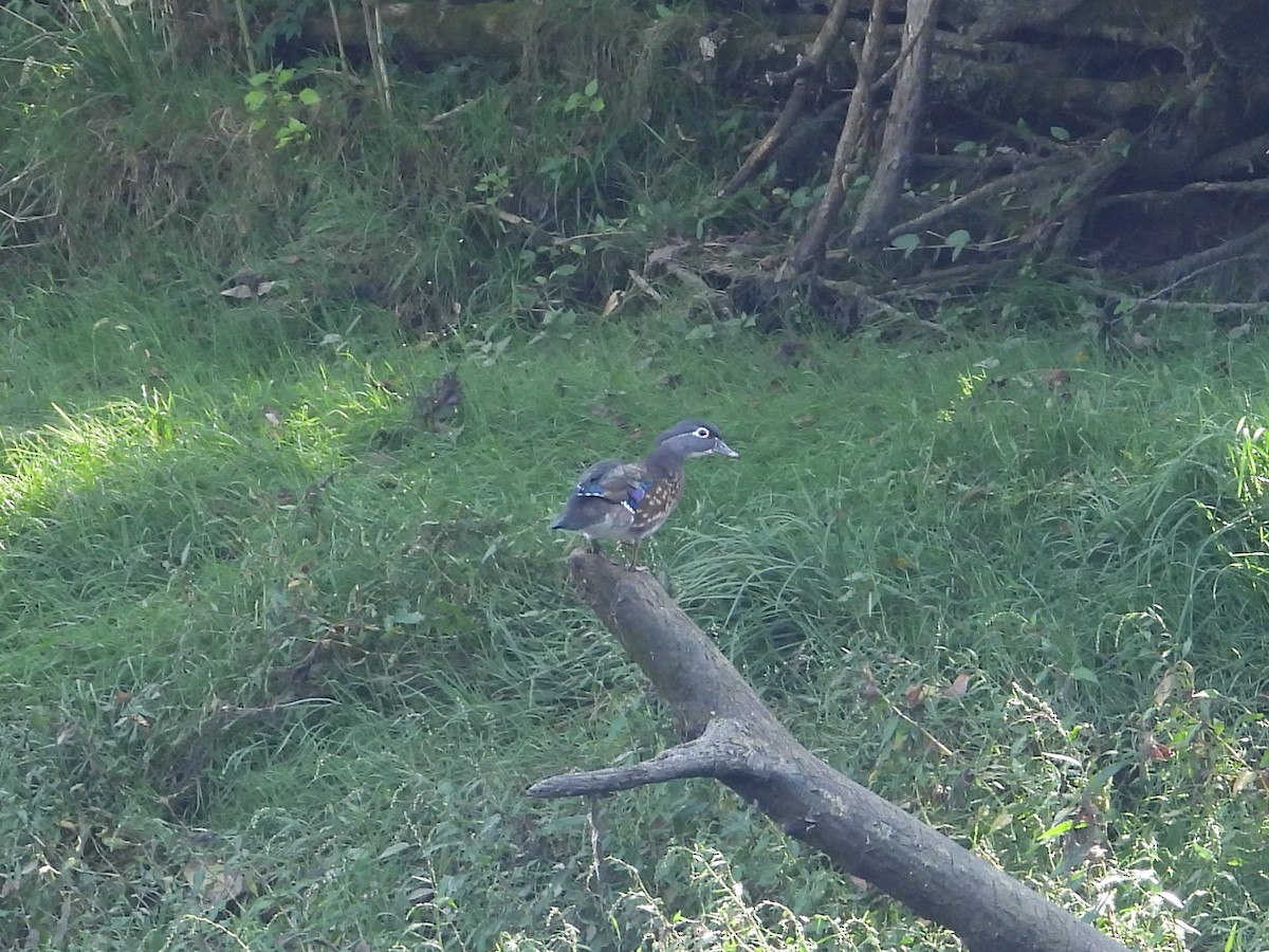 Wood Duck - ML609548900