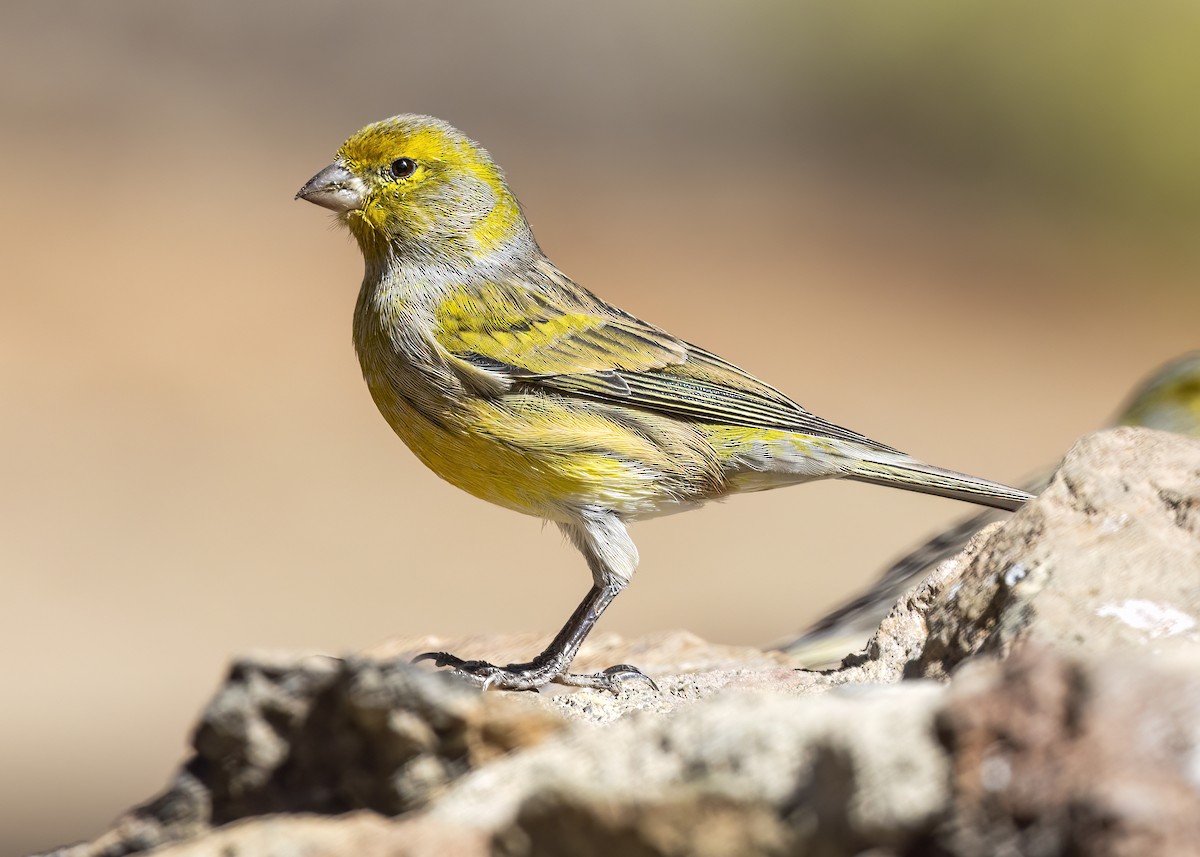 カナリア - ML609548911