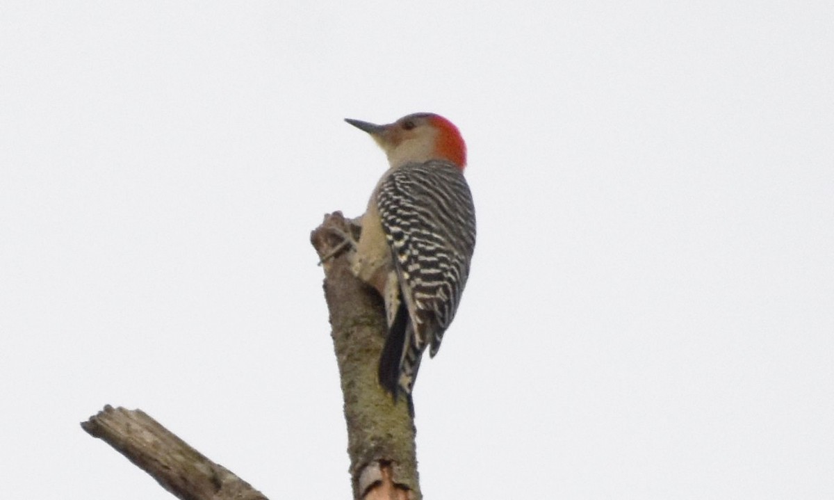 Red-bellied Woodpecker - ML609548912