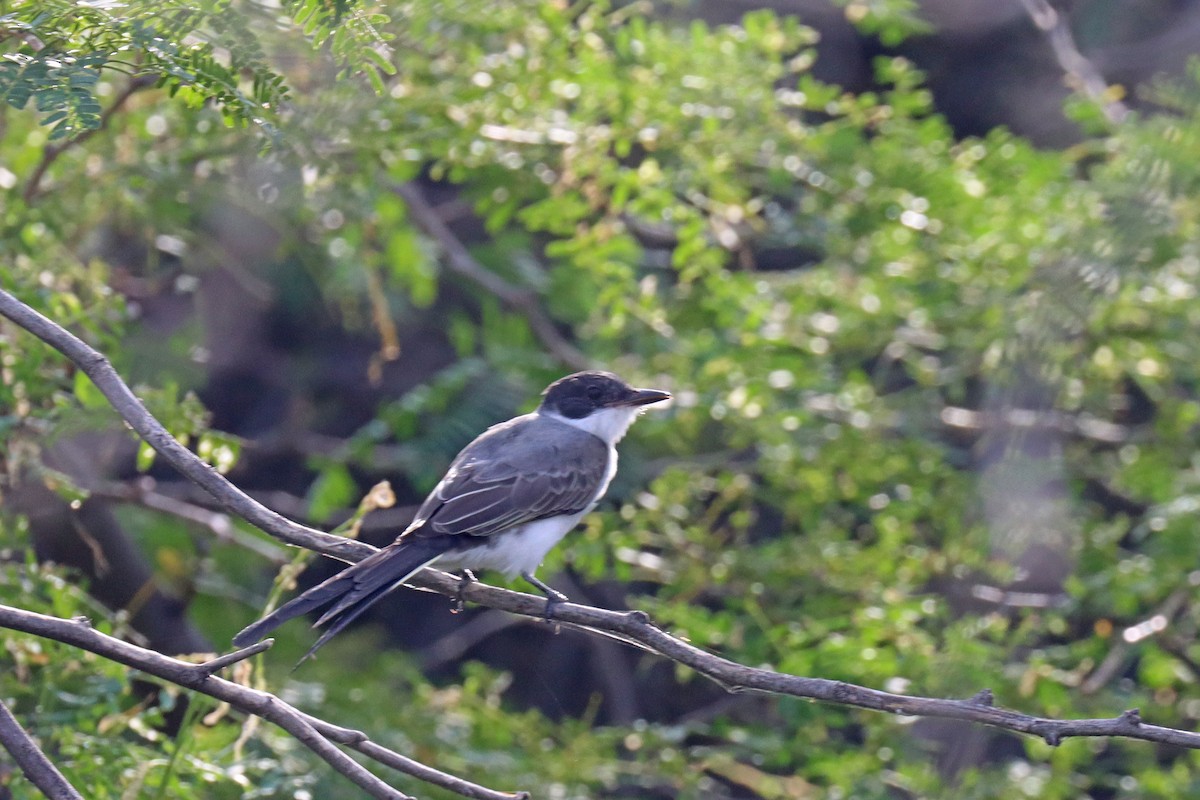 Fork-tailed Flycatcher - ML609548987