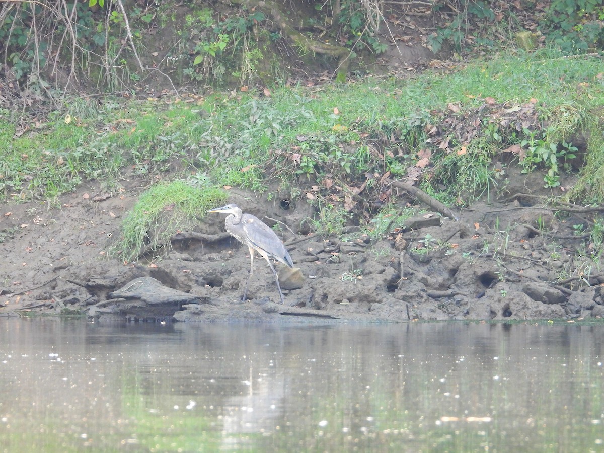 Great Blue Heron - ML609548988