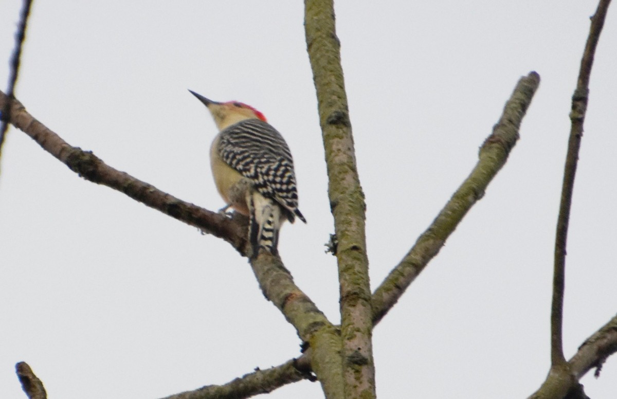 Red-bellied Woodpecker - ML609549005