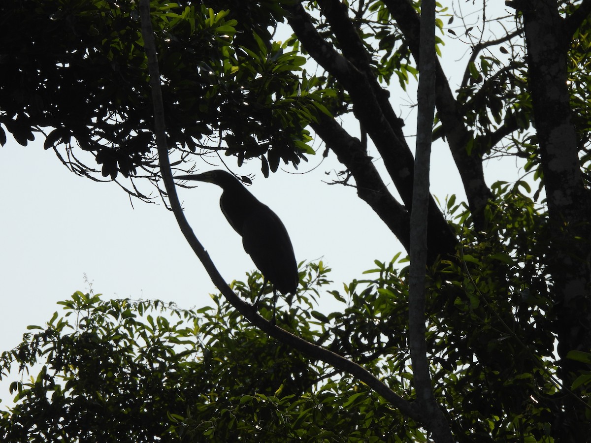 Rufescent Tiger-Heron - ML609549011