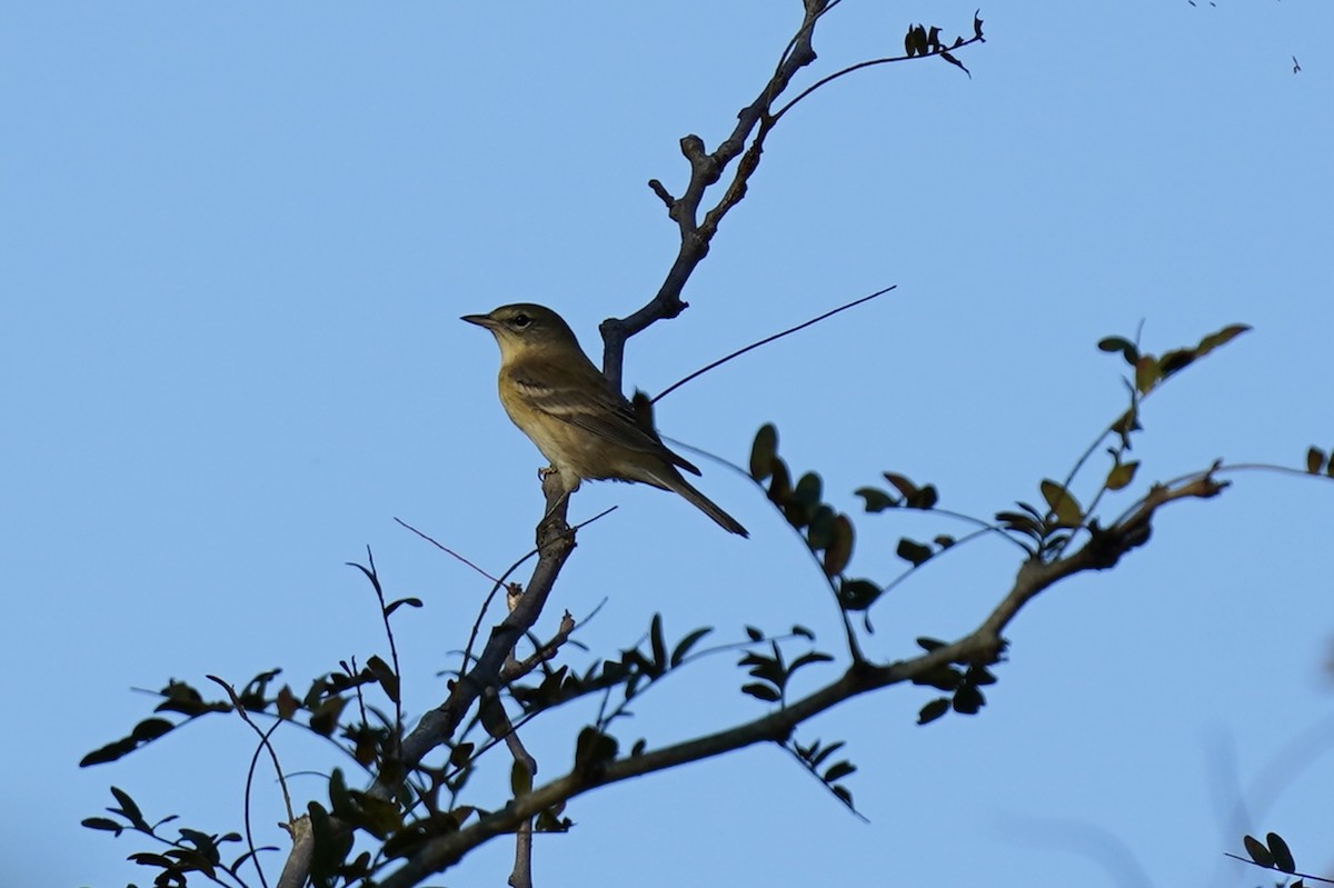 Pine Warbler - ML609549029