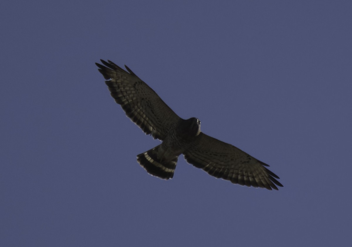 Broad-winged Hawk - ML609549116