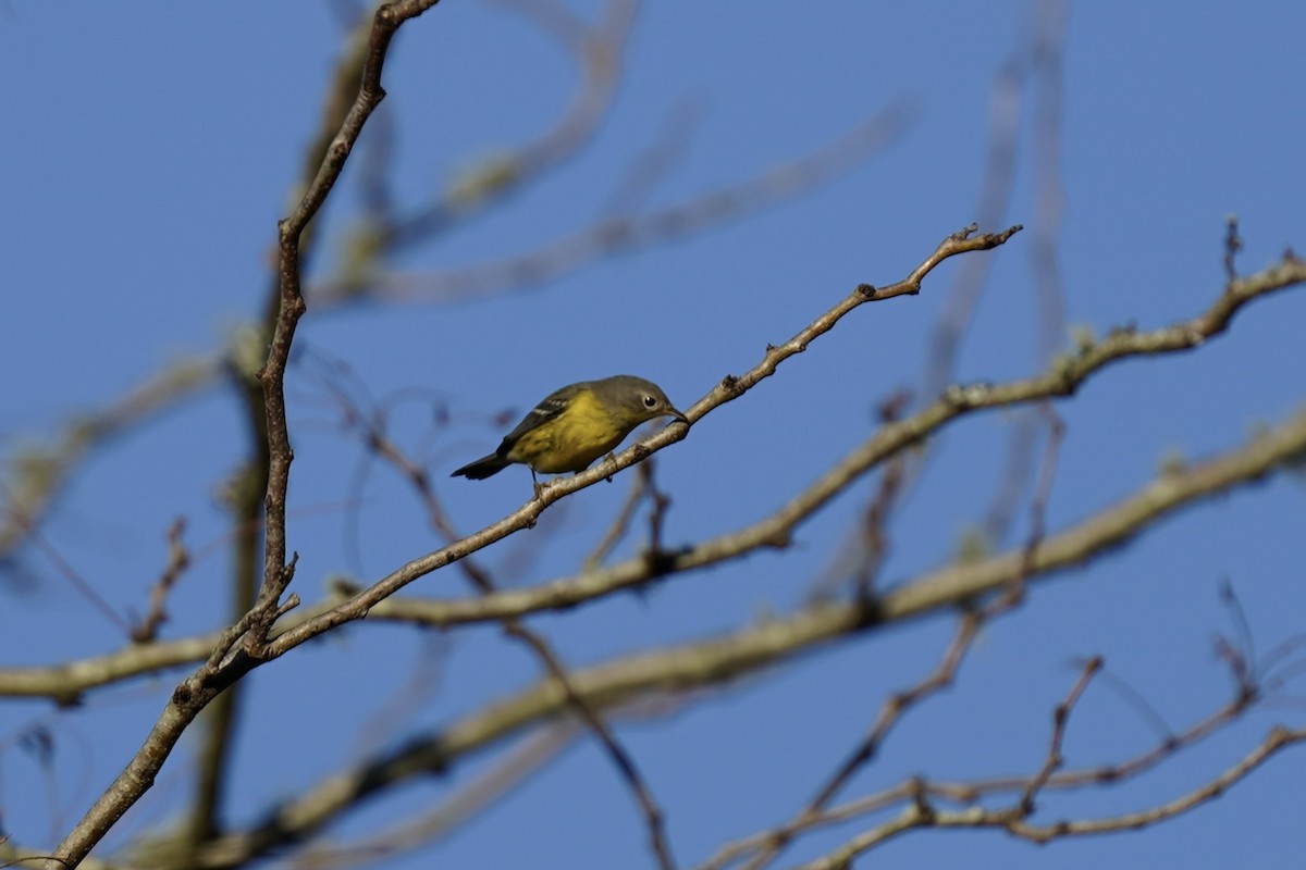 Magnolia Warbler - ML609549152