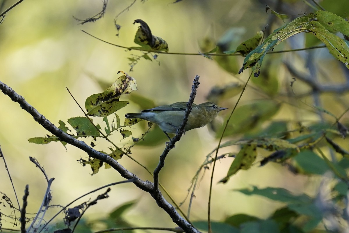 Tennessee Warbler - ML609549192