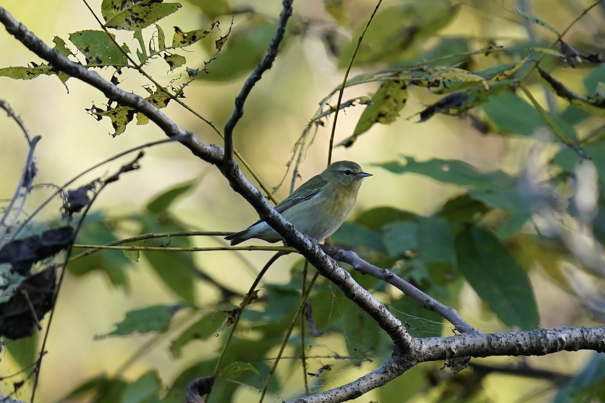 Tennessee Warbler - ML609549193