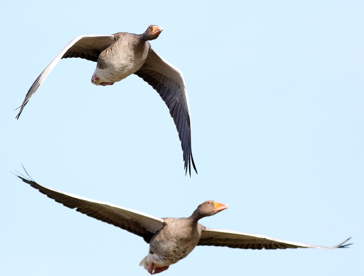 Graylag Goose (Domestic type) - ML609549232