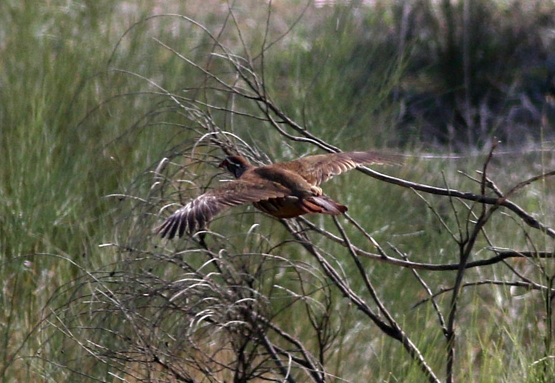 Red-legged Partridge - ML609549276