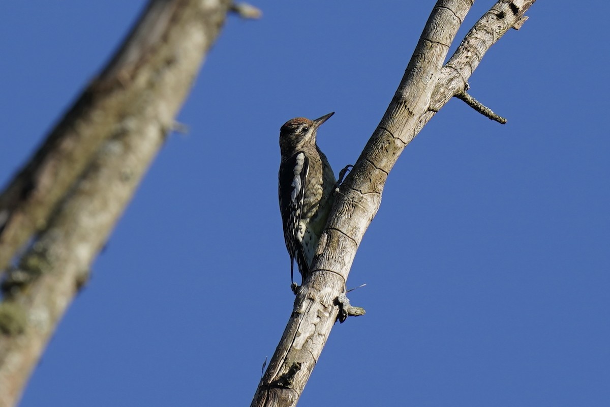 Yellow-bellied Sapsucker - ML609549320