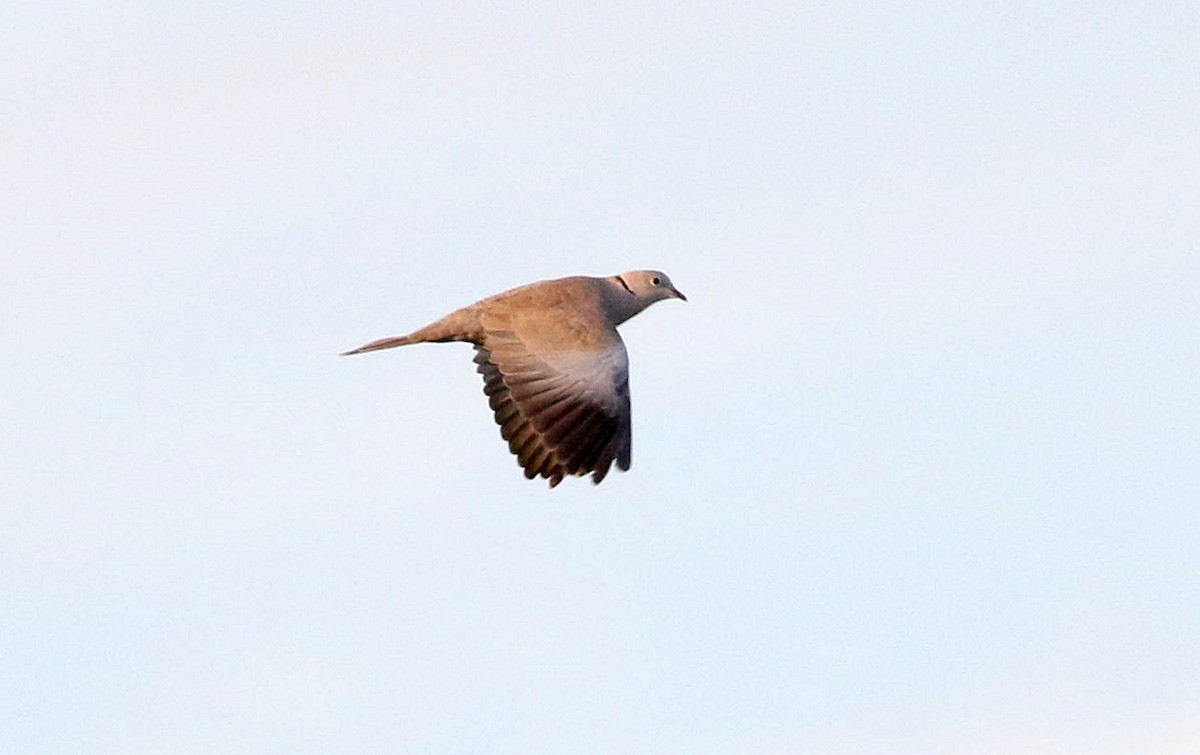 Eurasian Collared-Dove - ML609549334