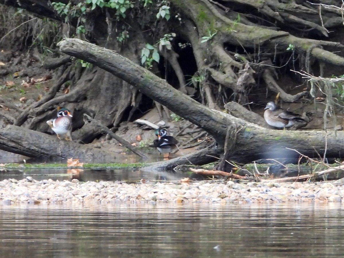 Wood Duck - ML609549387