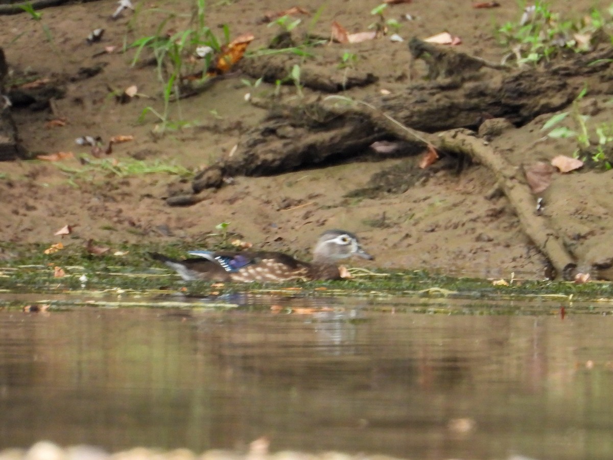 Wood Duck - ML609549393