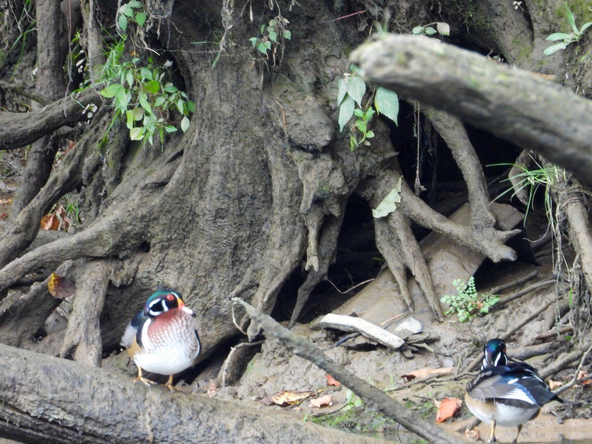 Wood Duck - Anonymous