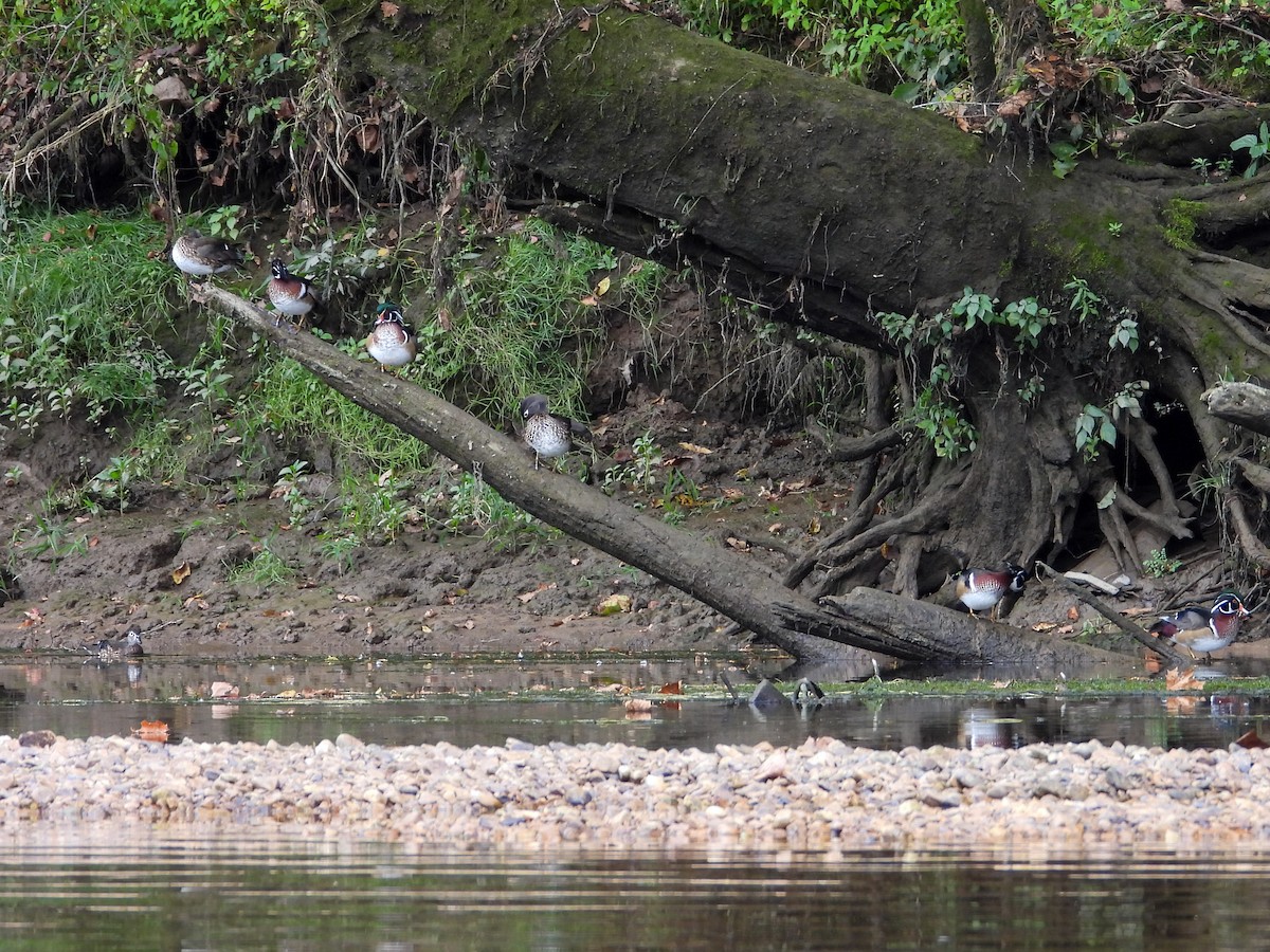 Wood Duck - ML609549398