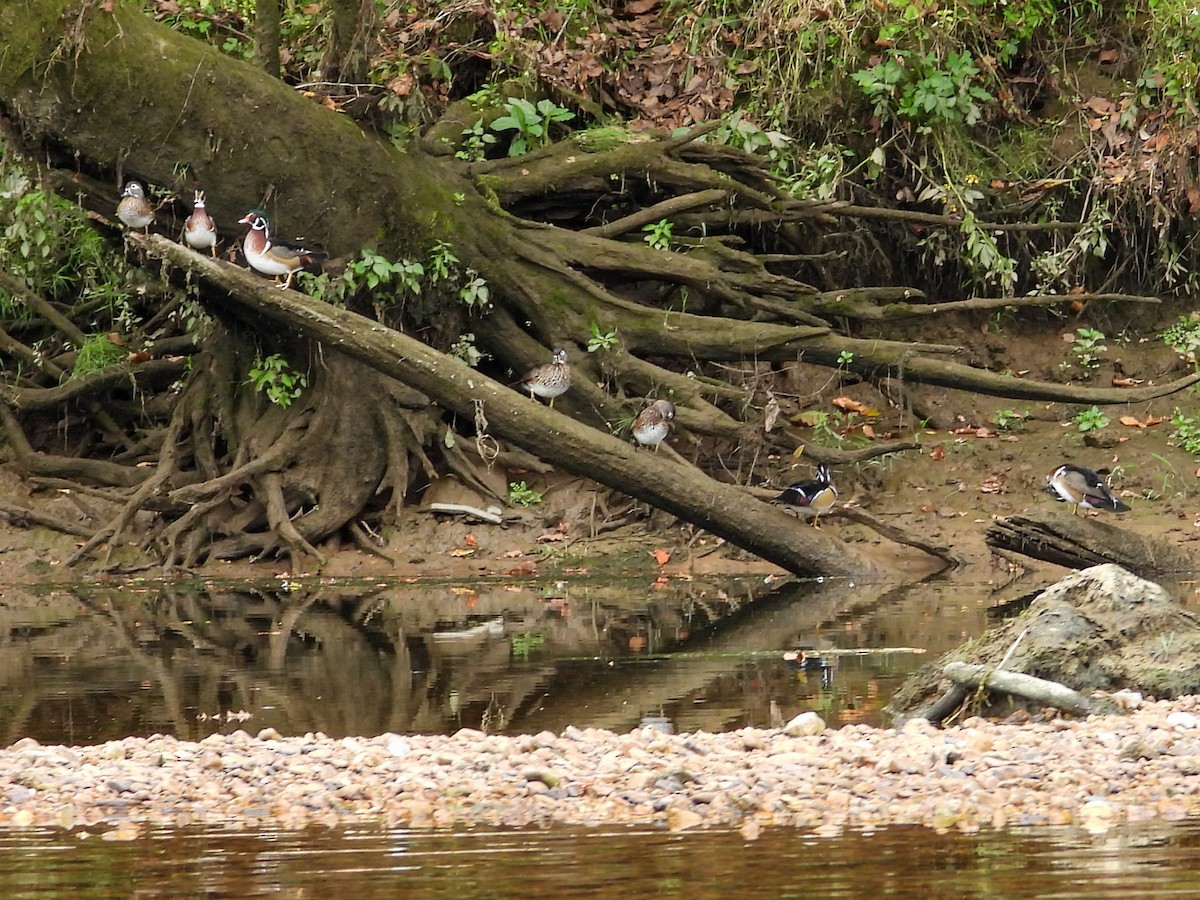 Wood Duck - ML609549401