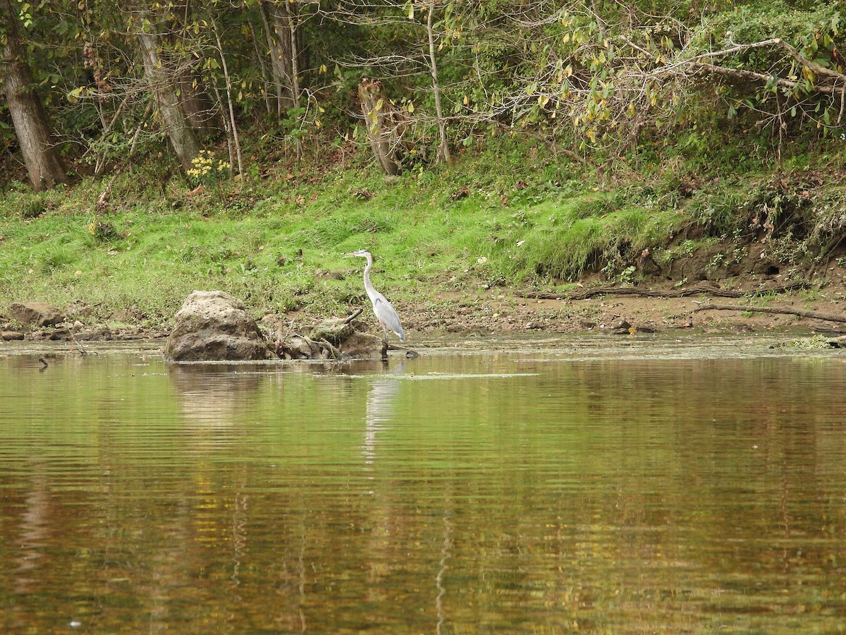 Great Blue Heron - ML609549405