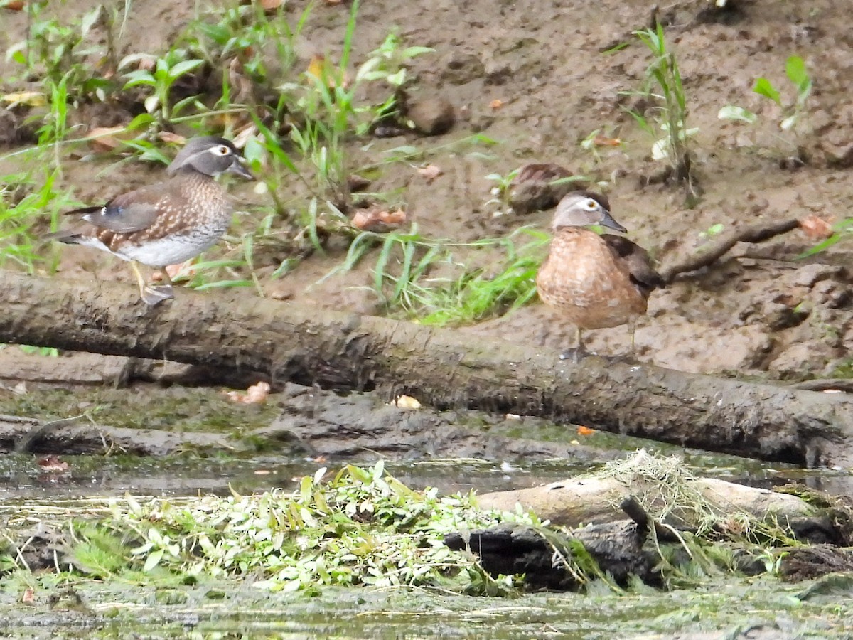 Wood Duck - ML609549406