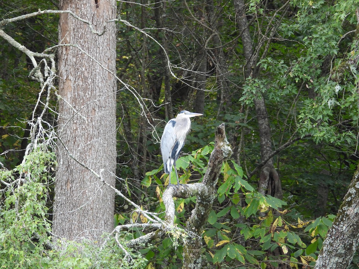 Great Blue Heron - ML609549409