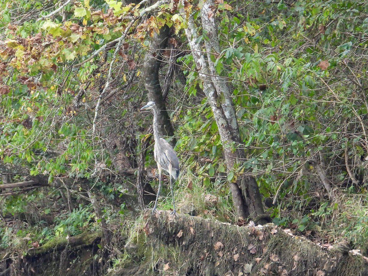 Great Blue Heron - ML609549413