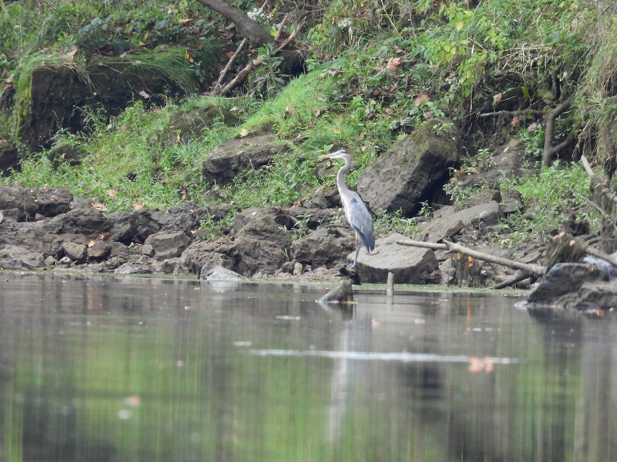 Great Blue Heron - ML609549415