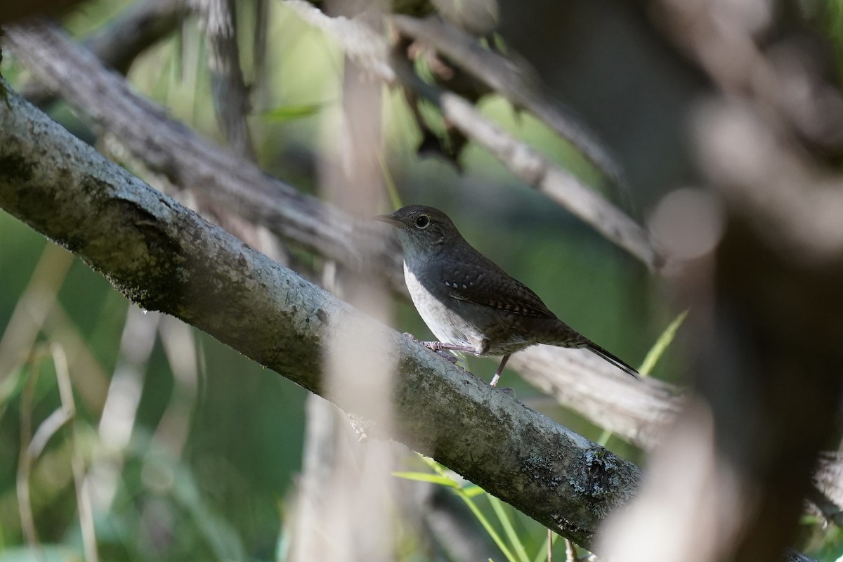 Northern House Wren - ML609549448