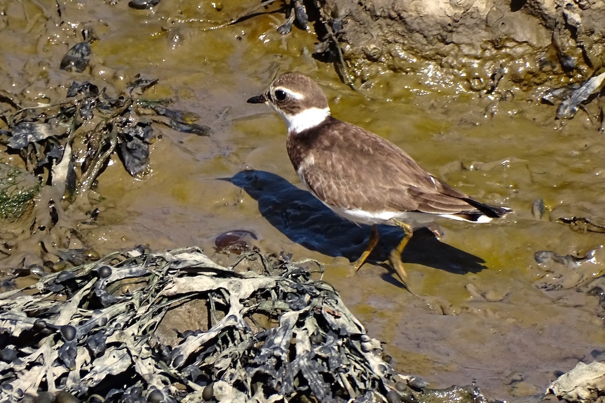 Common Ringed Plover - ML609549452