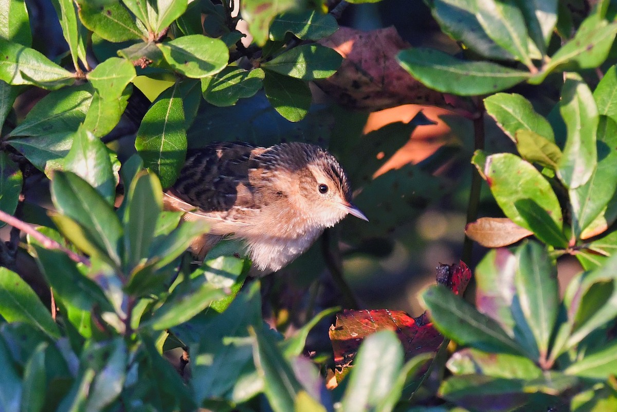 Sedge Wren - ML609549457