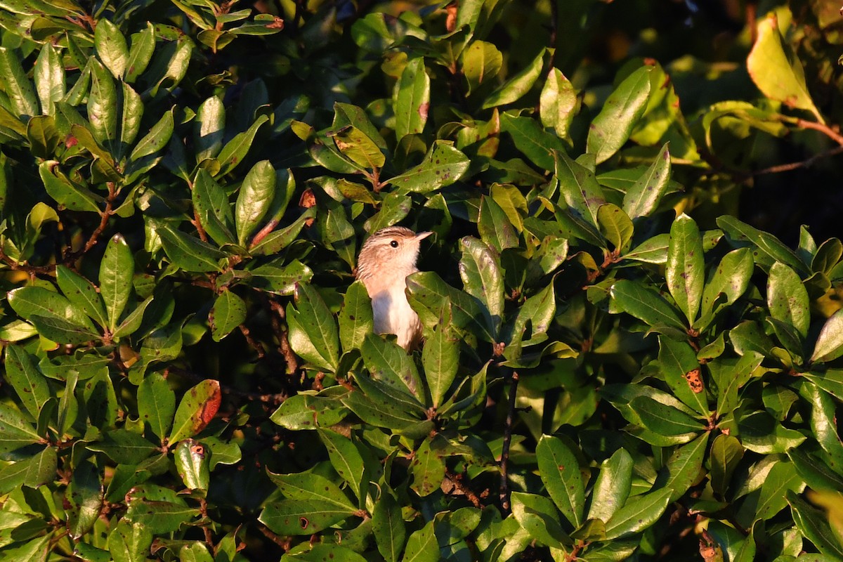 Sedge Wren - ML609549458