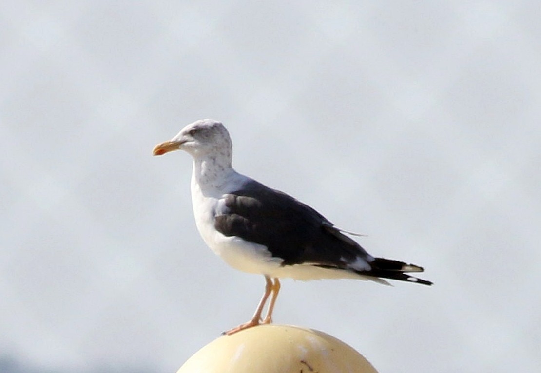 Lesser Black-backed Gull - ML609549473