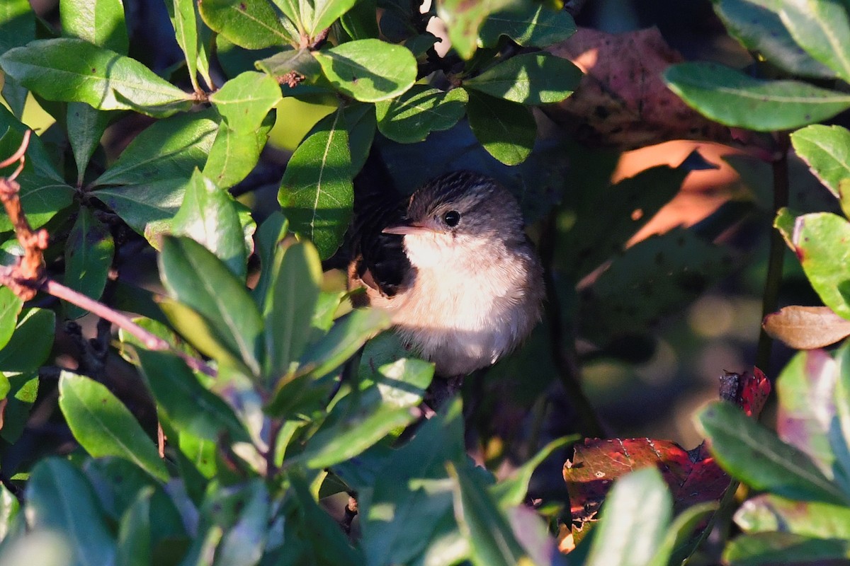 Sedge Wren - ML609549496