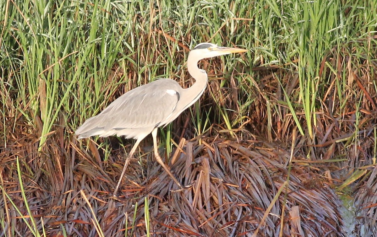 Gray Heron - ML609549514